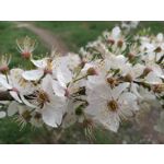 Zdjęcia użytkowników Huawei P9 EVA-L09