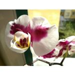 Zdjęcia użytkowników Huawei P9 EVA-L09