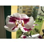 Zdjęcia użytkowników Huawei P9 EVA-L09