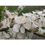 Zdjęcia użytkowników Huawei P9 EVA-L09