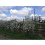 Zdjęcia użytkowników Huawei P9 EVA-L09