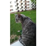 Zdjęcia użytkowników Huawei P9 Lite 2017