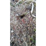 Zdjęcia użytkowników Huawei P9 Lite Dual SIM