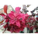 ZDJĘCIA Z TEGO TELEFONU