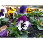 Zdjęcia użytkowników Huawei P9 Lite Mini Dual SIM