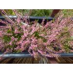 Zdjęcia użytkowników Huawei P9 Lite Mini Dual SIM