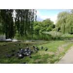 Zdjęcia użytkowników Huawei P9 Lite