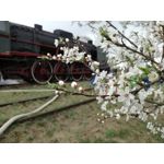 Zdjęcia użytkowników Huawei P9 Lite