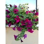 Zdjęcia użytkowników Huawei P9 Lite