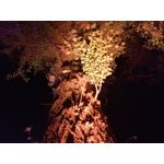 Zdjęcia użytkowników Huawei P9 Lite