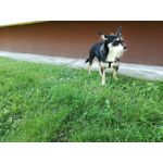 Zdjęcia użytkowników Huawei P9 Lite