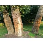 Zdjęcia użytkowników Huawei P9 Lite