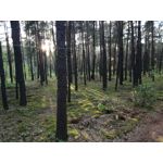 Zdjęcia użytkowników Huawei P9 Lite