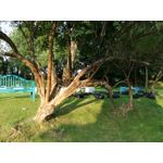 Zdjęcia użytkowników Huawei P9 Lite