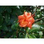 Zdjęcia użytkowników Huawei P9 Lite