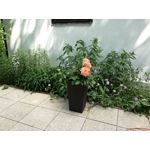 Zdjęcia użytkowników Huawei P9 Lite