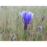 Zdjęcia użytkowników Huawei P9 Lite