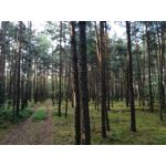 Zdjęcia użytkowników Huawei P9 Lite