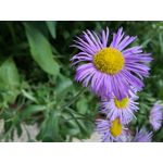 Zdjęcia użytkowników Huawei P9 Lite