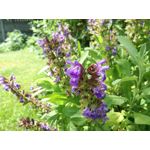 Zdjęcia użytkowników Huawei P9 Lite