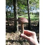 Zdjęcia użytkowników Huawei P9 Lite