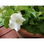 Zdjęcia użytkowników Huawei P9 Lite