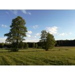 Zdjęcia użytkowników Huawei P9 Lite