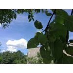 Zdjęcia użytkowników Huawei P9 Lite