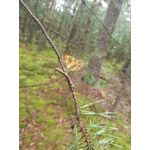 Zdjęcia użytkowników Huawei P9 Lite