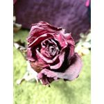 Zdjęcia użytkowników Huawei P9 Lite