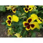 Zdjęcia użytkowników Huawei P9 Lite