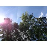 Zdjęcia użytkowników Huawei P9 Lite