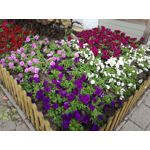 Zdjęcia użytkowników Huawei P9 Lite