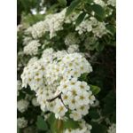 Zdjęcia użytkowników Huawei P9 Lite