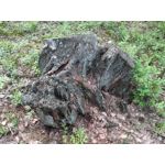 Zdjęcia użytkowników Huawei P9 Lite