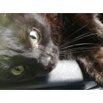 Zdjęcia użytkowników Huawei P9 Lite