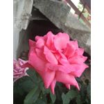 Zdjęcia użytkowników Huawei P9 Lite