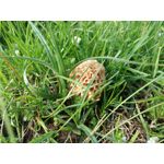 Zdjęcia użytkowników Huawei P9 Lite