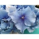 Zdjęcia użytkowników Huawei P9 Lite