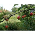 Zdjęcia użytkowników Huawei P9 Lite