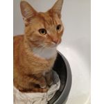 Zdjęcia użytkowników Huawei P9 Lite