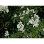 Zdjęcia użytkowników Huawei P9 Lite