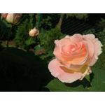 Zdjęcia użytkowników Huawei P9 Lite