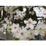 Zdjęcia użytkowników Huawei P9