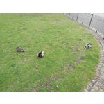 Zdjęcia użytkowników Huawei P9