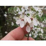 Zdjęcia użytkowników Huawei P9