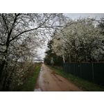 Zdjęcia użytkowników Huawei P9