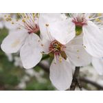 Zdjęcia użytkowników Huawei P9