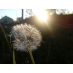 Zdjęcia użytkowników Huawei Y5II