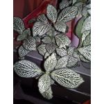 Zdjęcia użytkowników Huawei Y6 2017